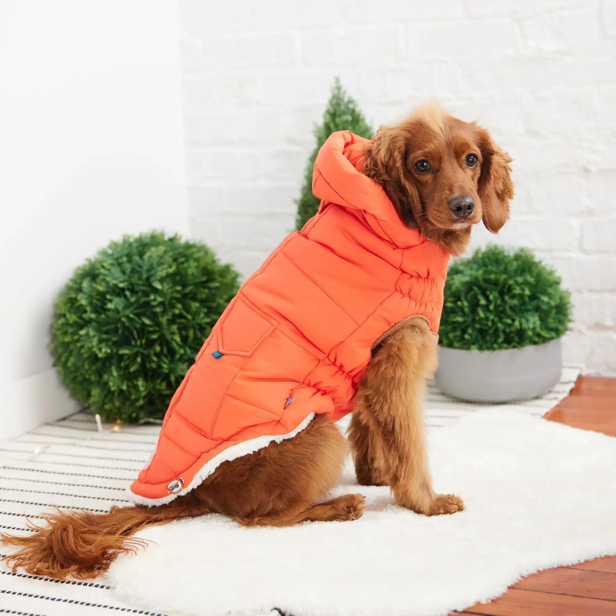 Super Puff Parka, Dog Coat, Popcorn Sherpa Lining - Orange